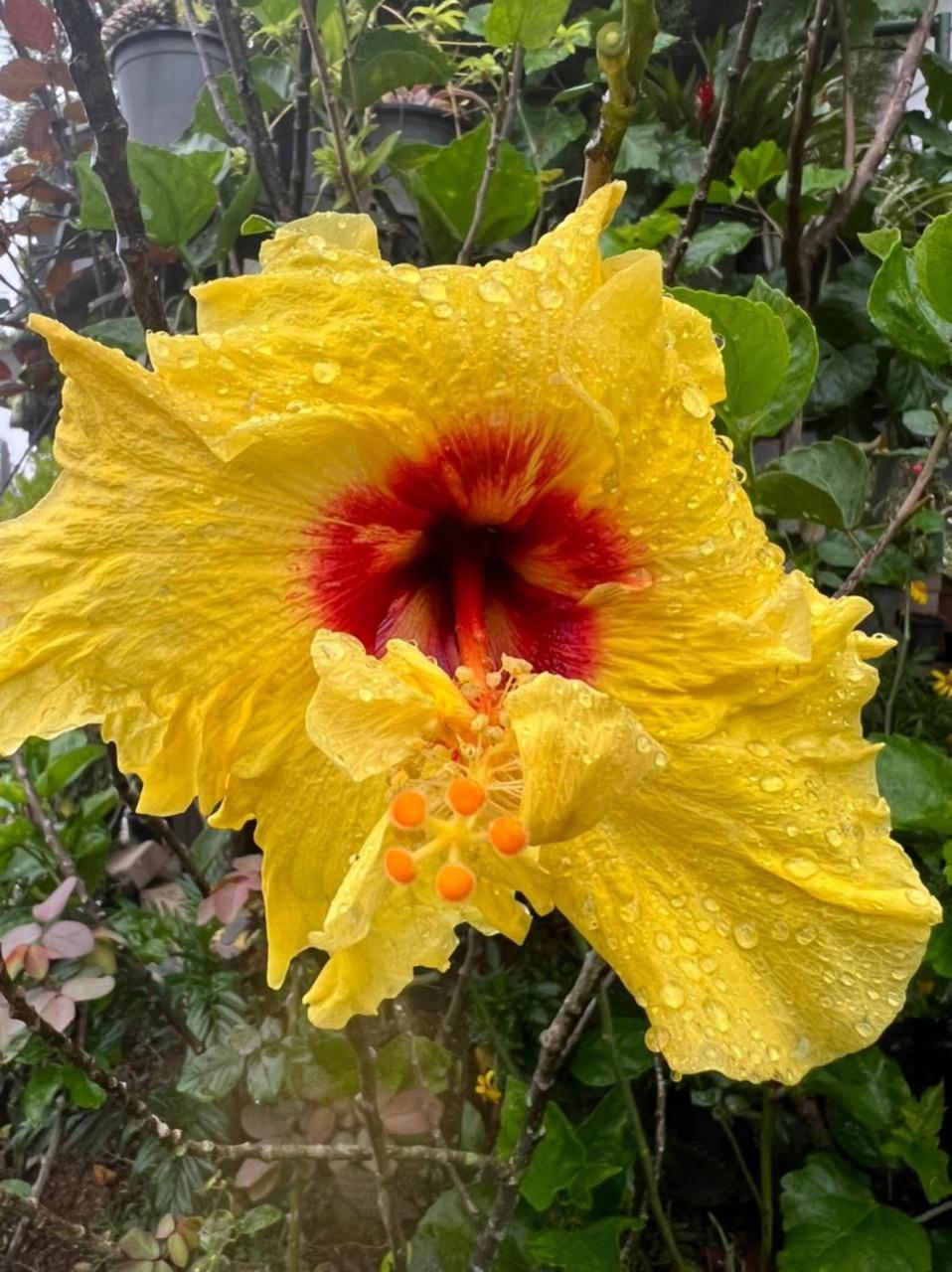 Ella Flower Garden Resort Dış mekan fotoğraf