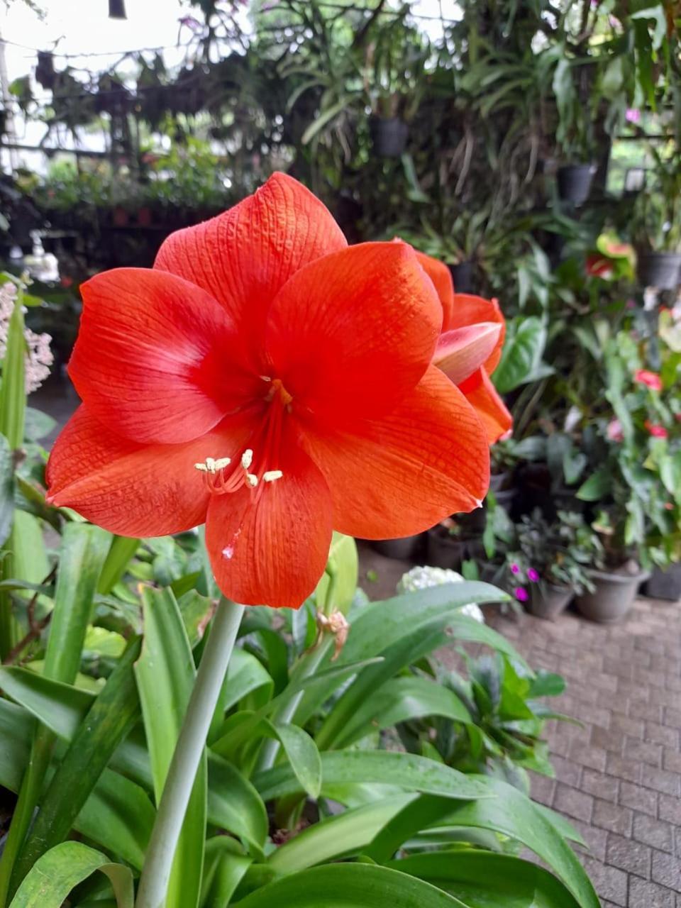 Ella Flower Garden Resort Dış mekan fotoğraf