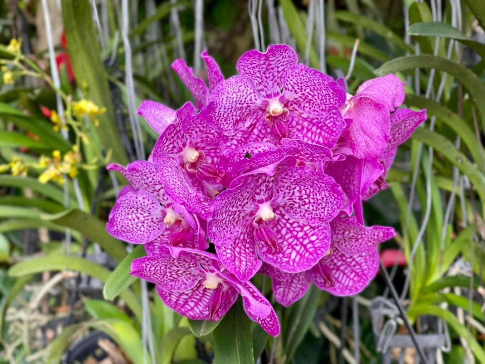Ella Flower Garden Resort Dış mekan fotoğraf