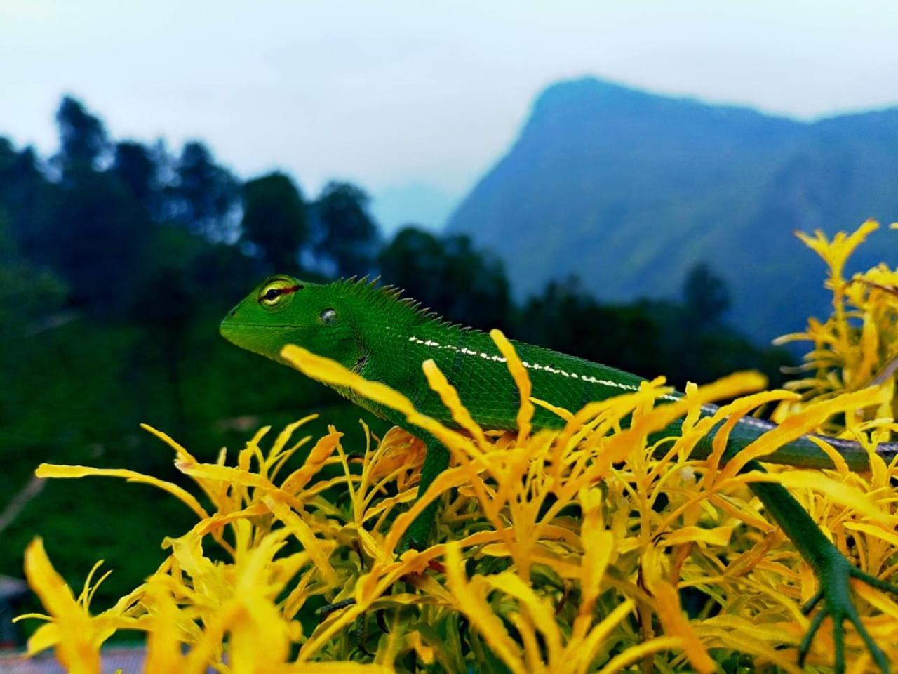 Ella Flower Garden Resort Dış mekan fotoğraf